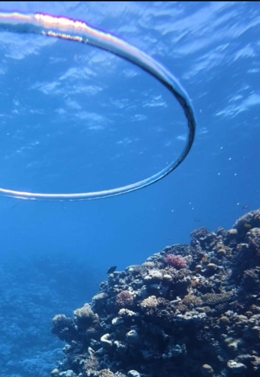 A large bubble ring rising over a coral reef